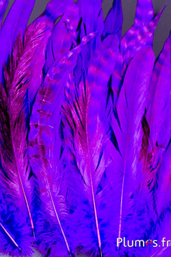 Coq fouet chinchilla blanchi - 13-18 cm - violet brun